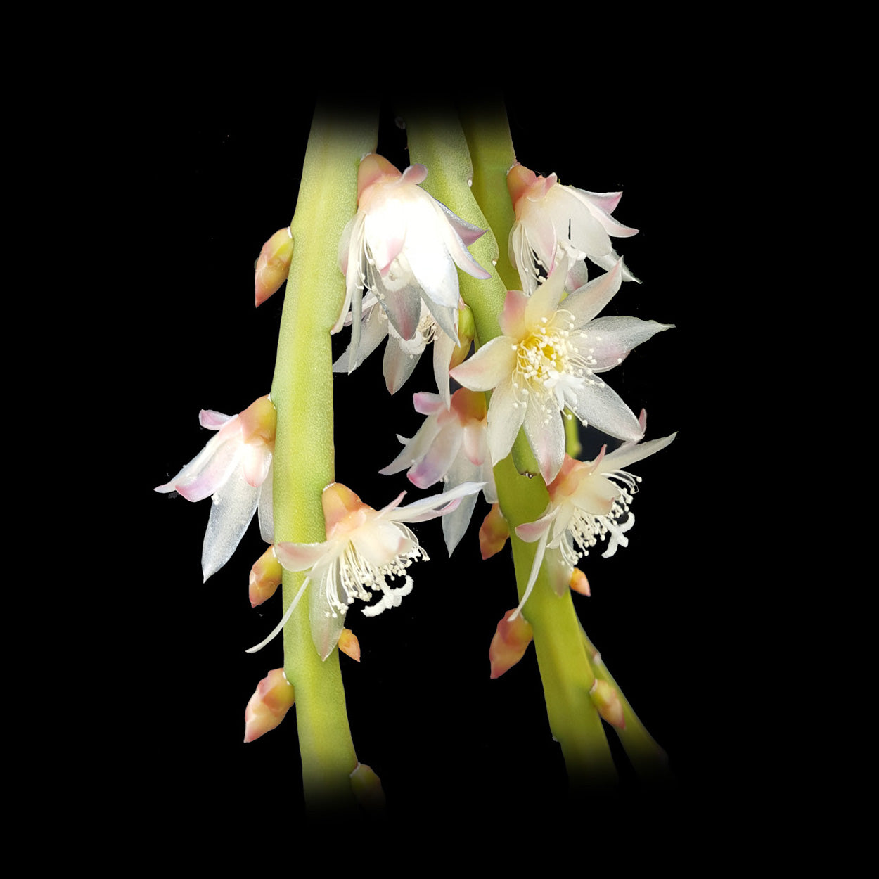 Pfeiffera boliviana (syn. Rhipsalis boliviana) - Bolivian Rhipsalis - Unique Epiphytic Cactus