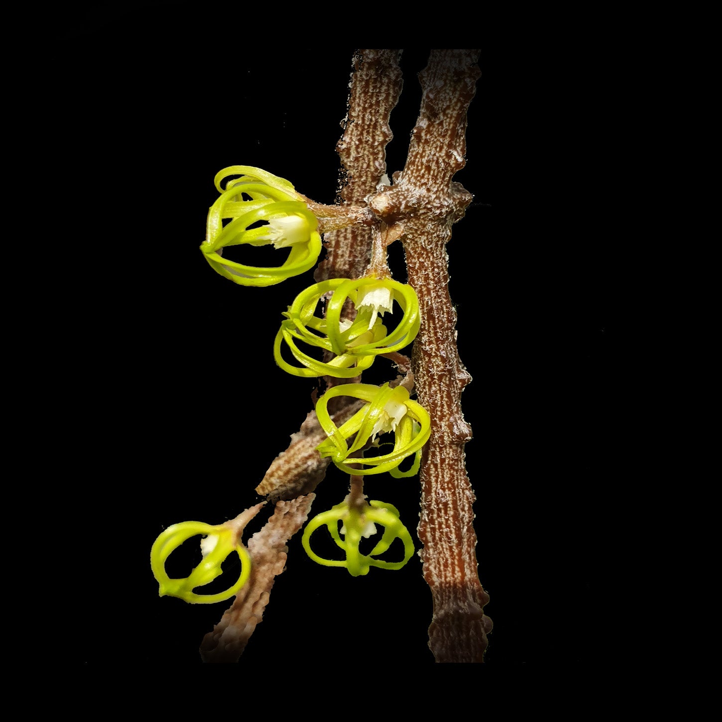 Cynanchum marnierianum (WA Prohibited)