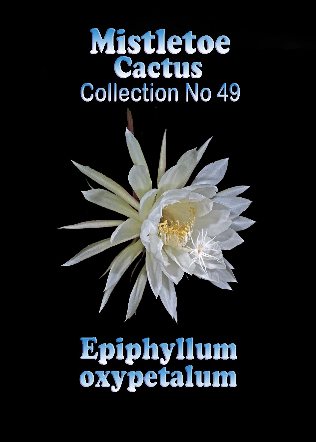 Epiphyllum oxypetalum - Queen of the Night - Night Blooming Cactus
