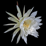 Epiphyllum oxypetalum - Queen of the Night - Night Blooming Cactus