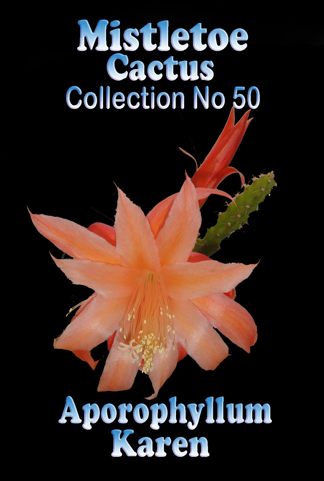 Aporophyllum 'Karen' - Mistletoe Cactus
