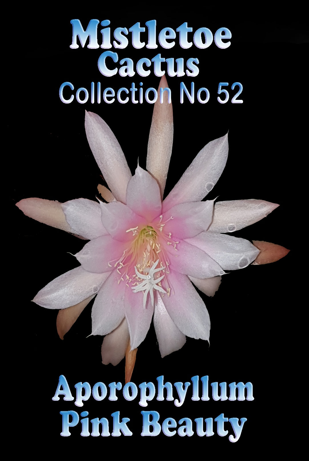 Aporophyllum 'Pink Beauty' -Mistletoe Cactus (WA Prohibited)