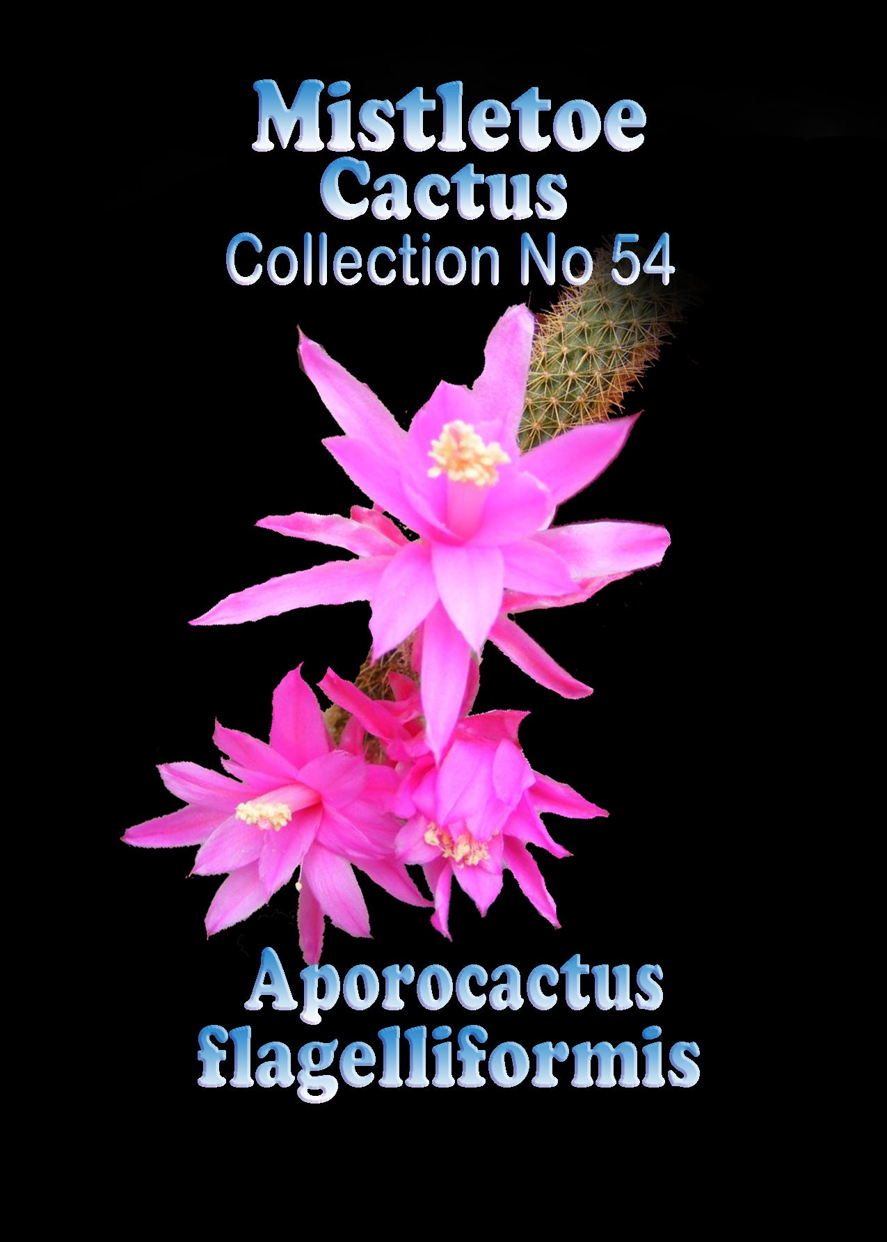 Aporocactus flagelliformis (syn. Disocactus) - Rat Tail Cactus - Mistletoe Cactus