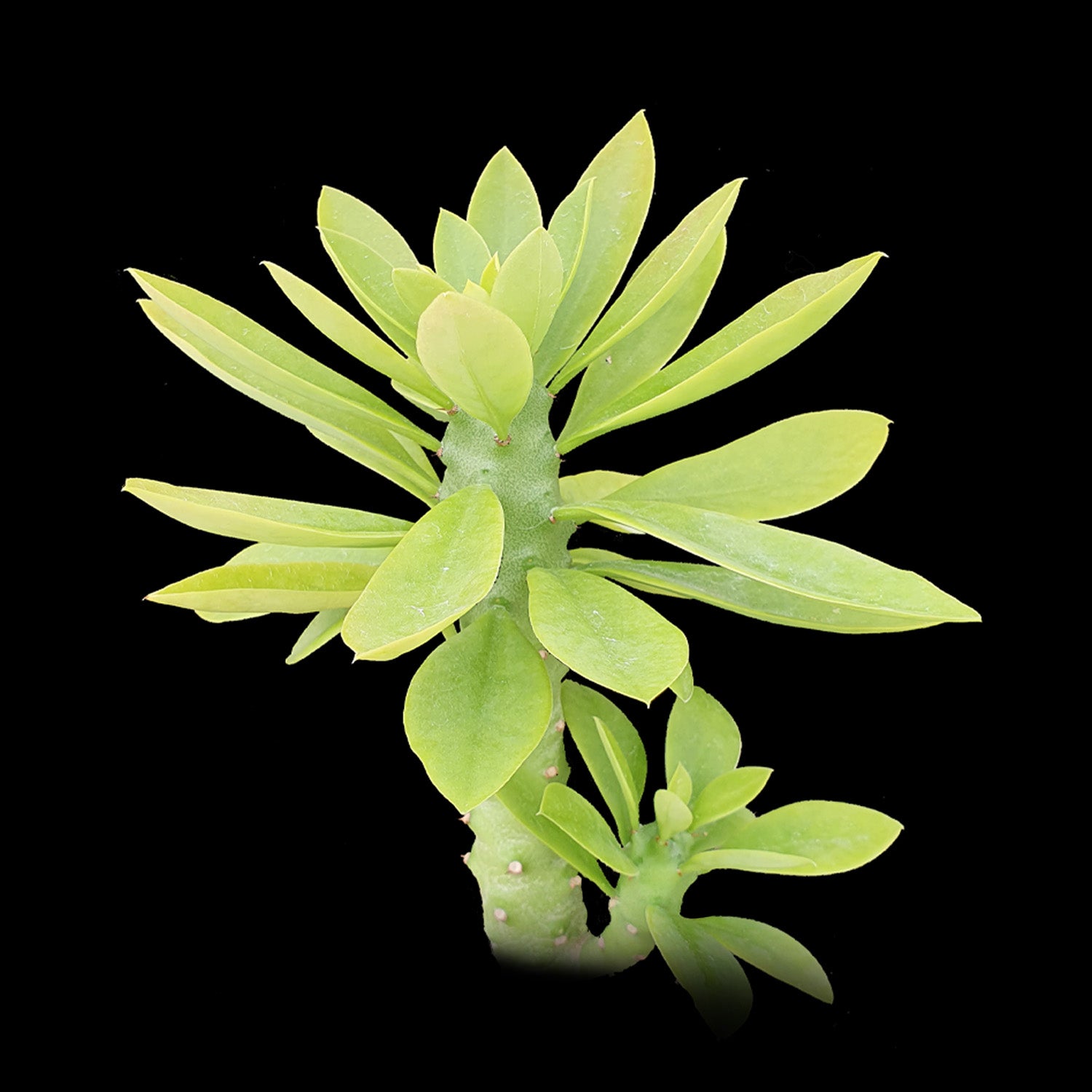 Monadenium stapelioides (WA Prohibited)