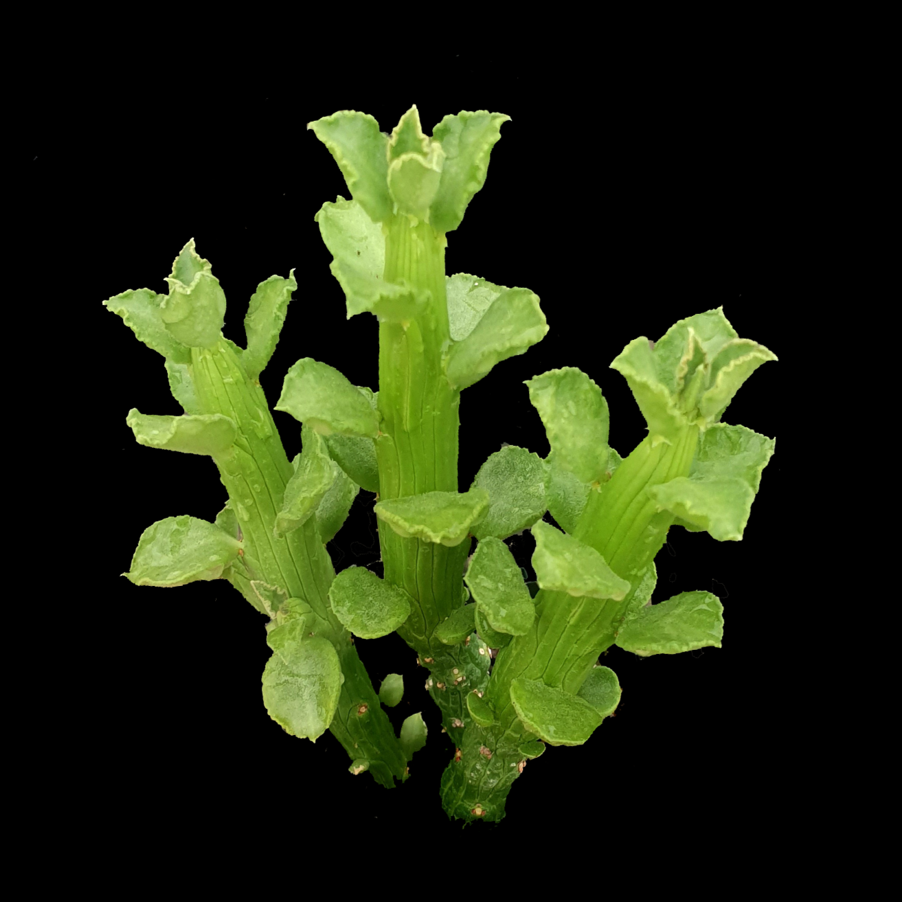 Euphorbia bisellenbeckii syn. Monadenium ellenbeckii (WA Prohibited)