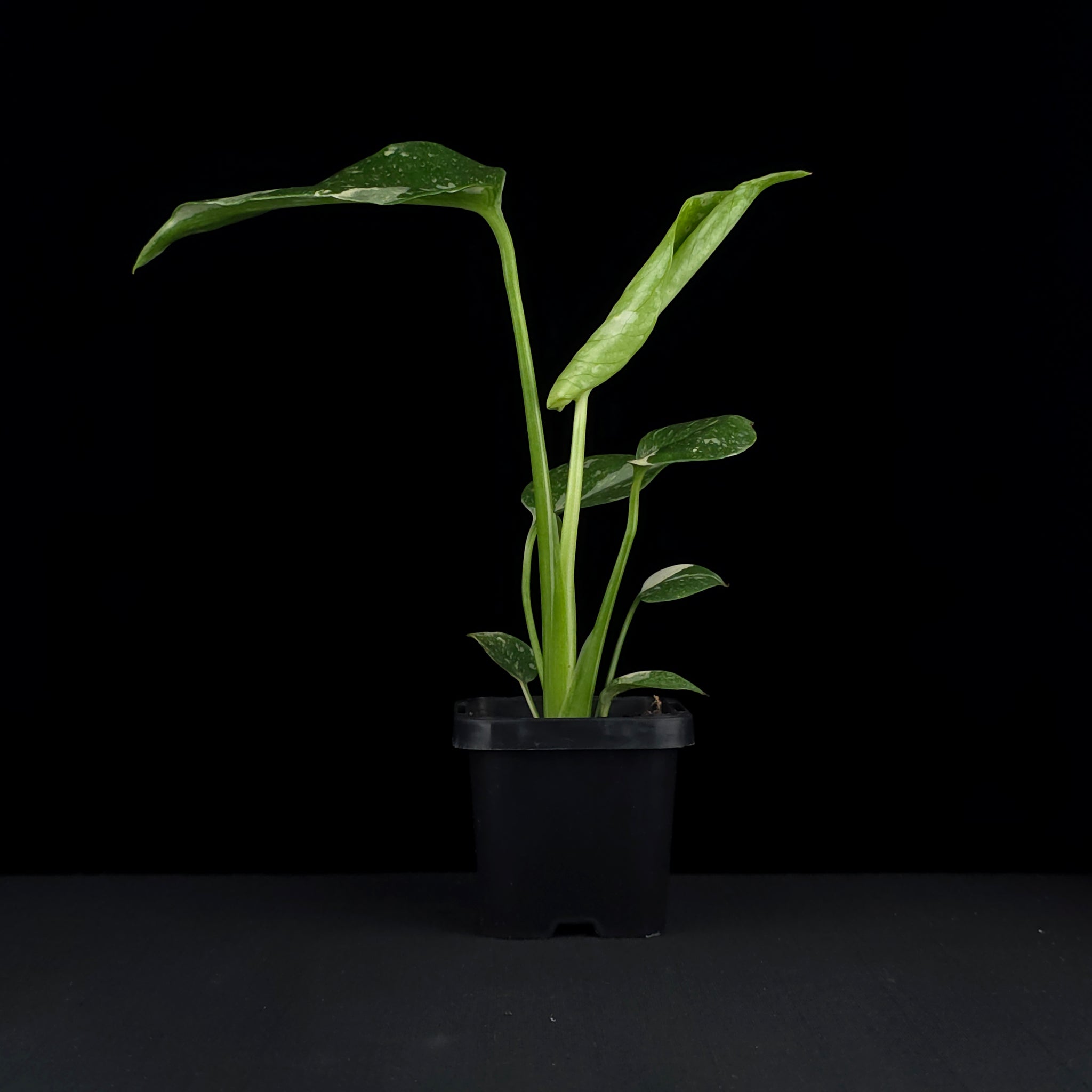 Monstera deliciosa 'Thai Constellation' - The Variegated Monstera