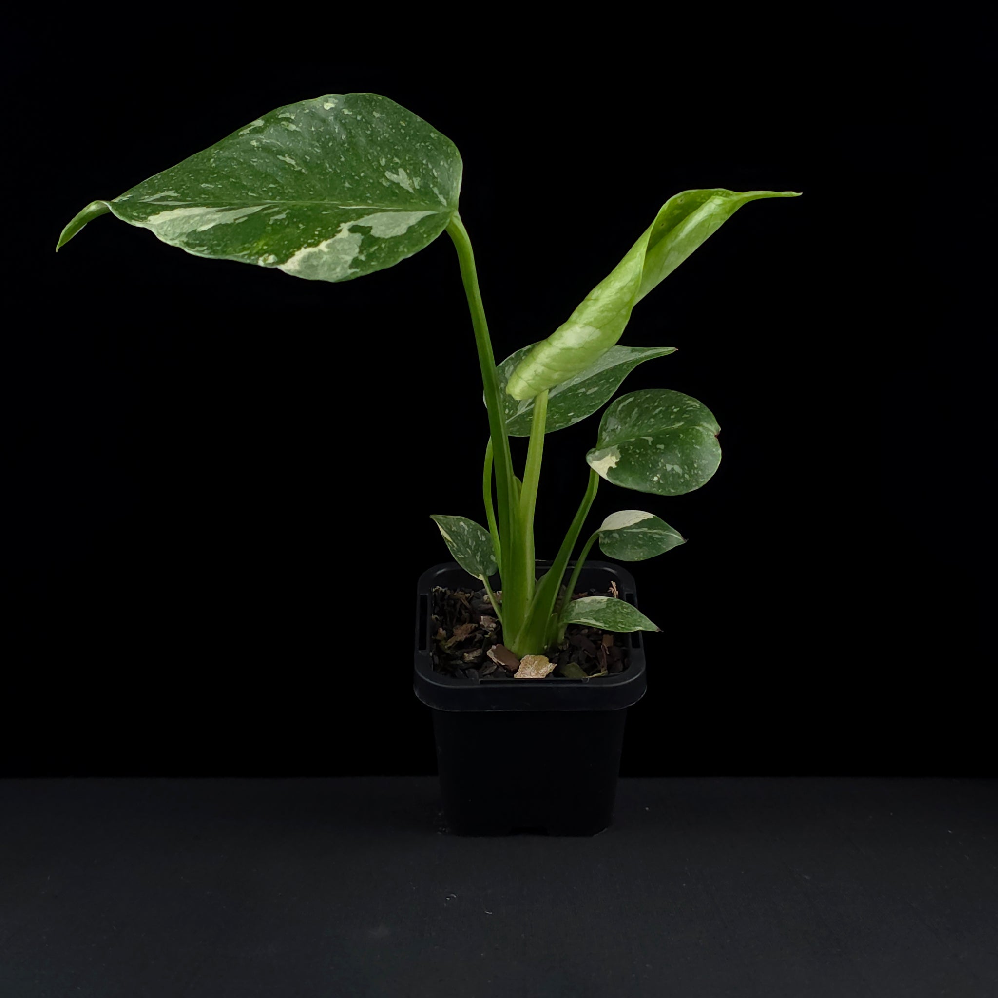 Monstera deliciosa 'Thai Constellation' - The Variegated Monstera