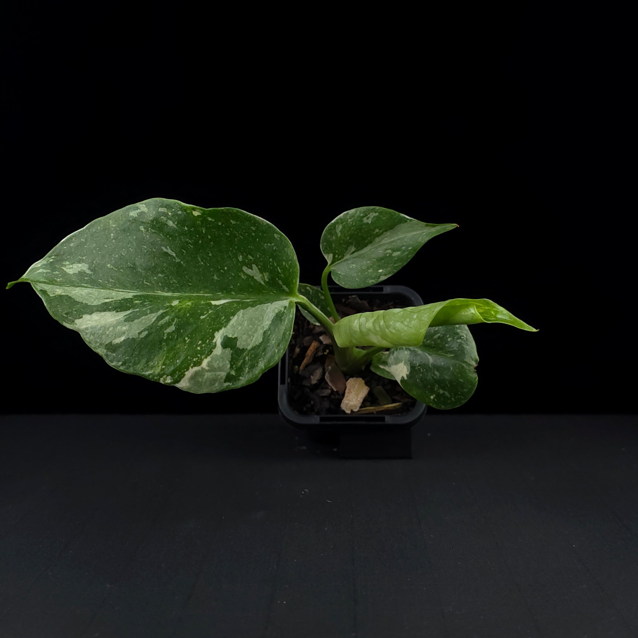 Monstera deliciosa 'Thai Constellation' - The Variegated Monstera