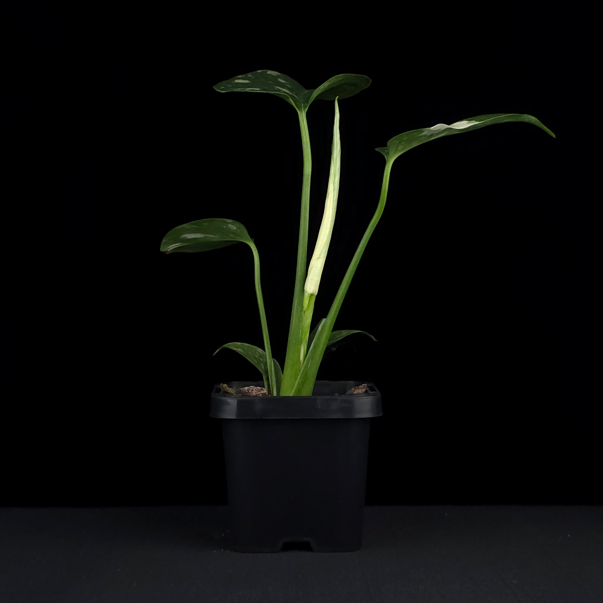 Monstera deliciosa 'Thai Constellation' - The Variegated Monstera