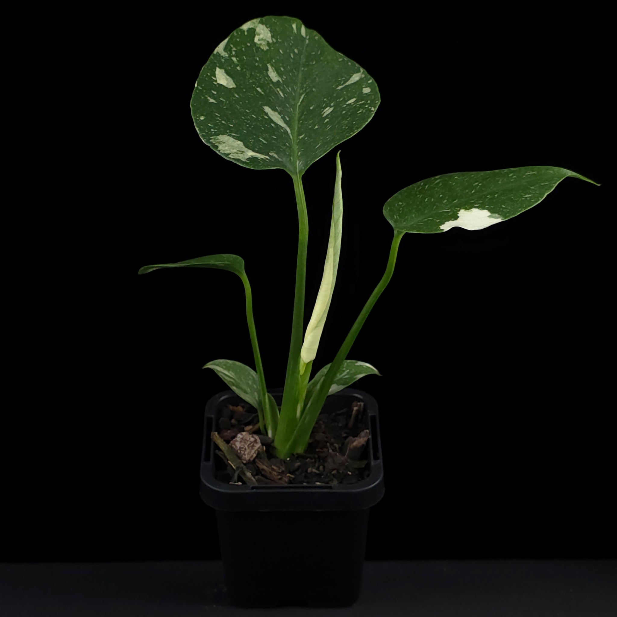 Monstera deliciosa 'Thai Constellation' - The Variegated Monstera