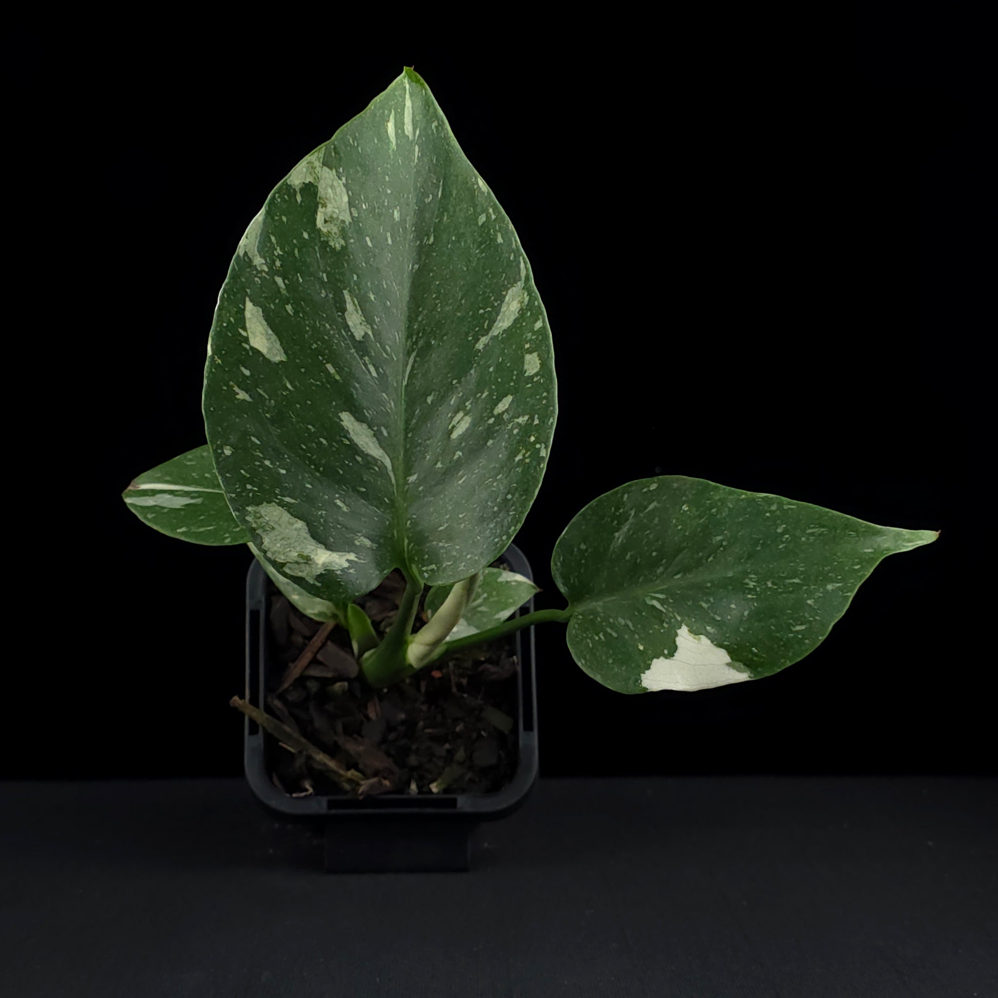 Monstera deliciosa 'Thai Constellation' - The Variegated Monstera