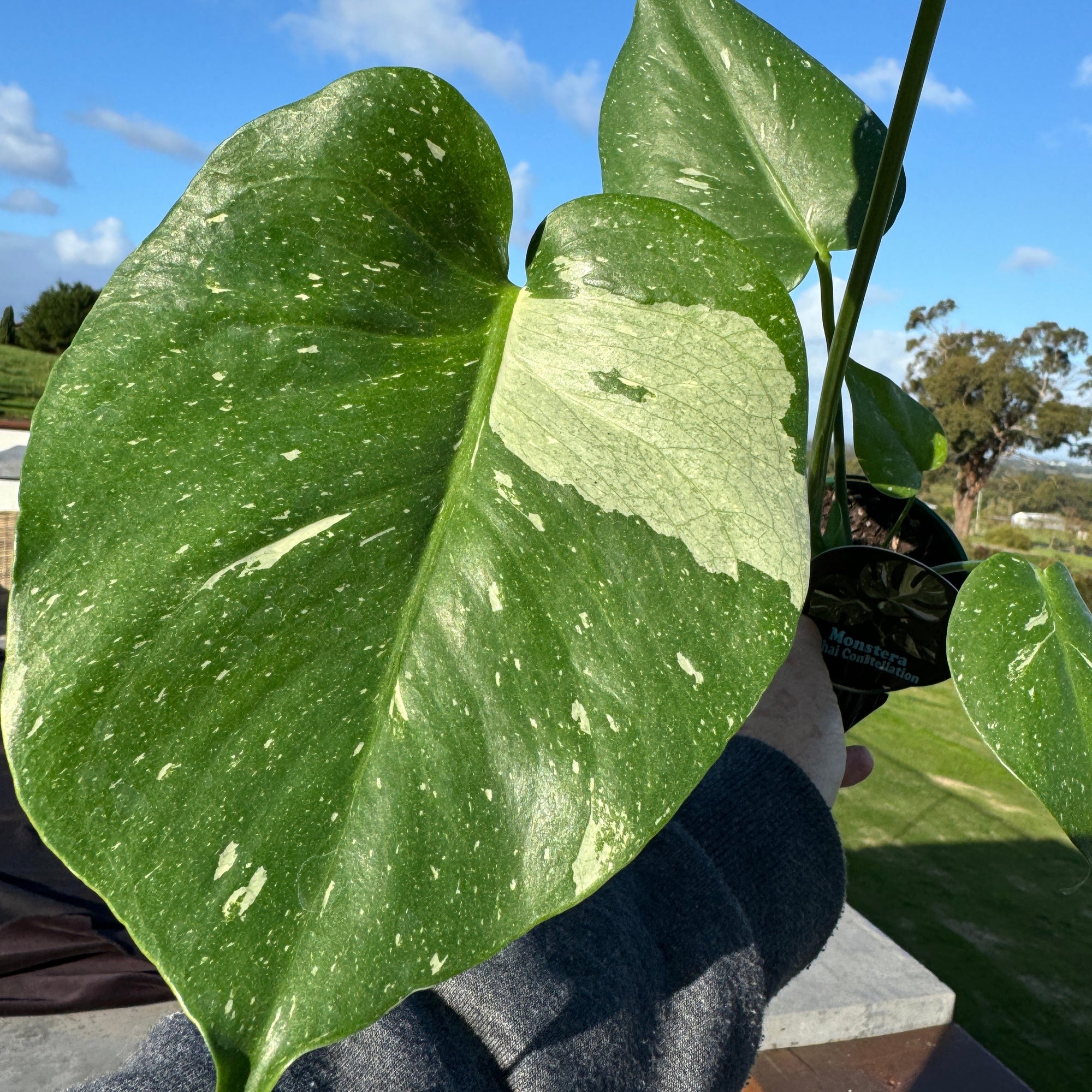 Monstera-Thai-Constellation-Plant-100