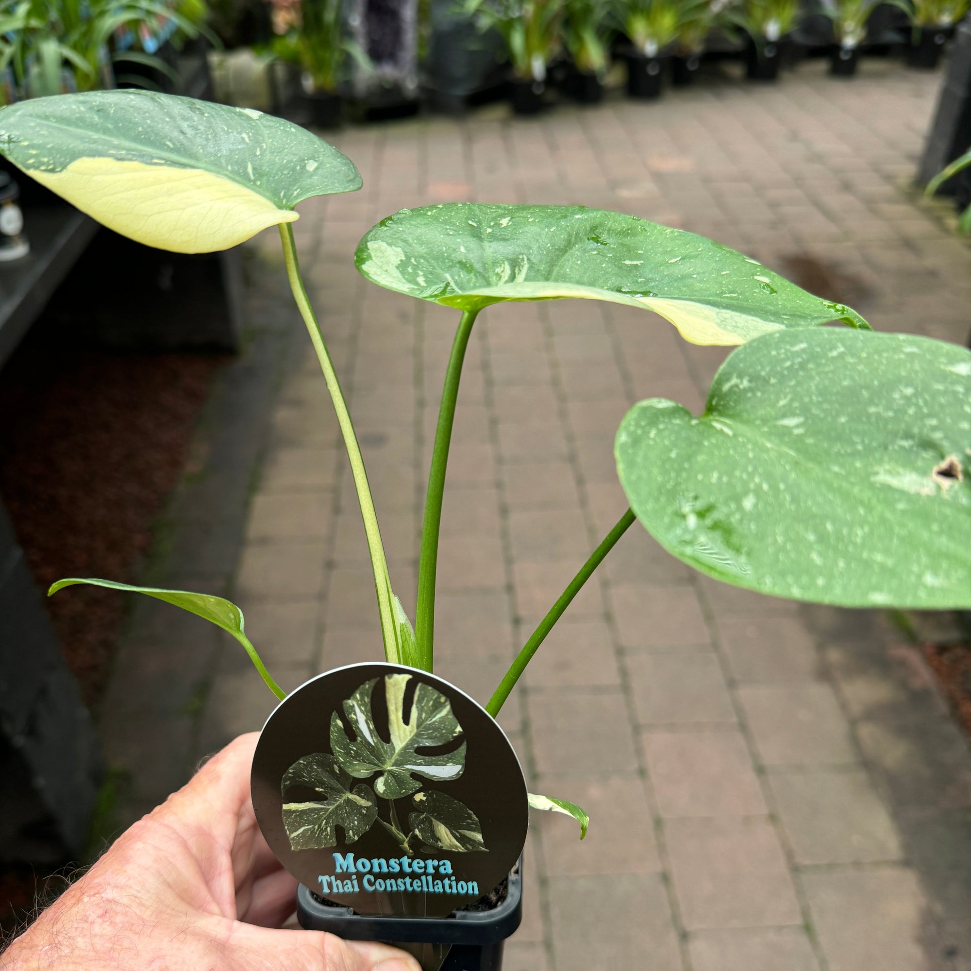 Monstera-Thai-Constellation-Plant-66-2