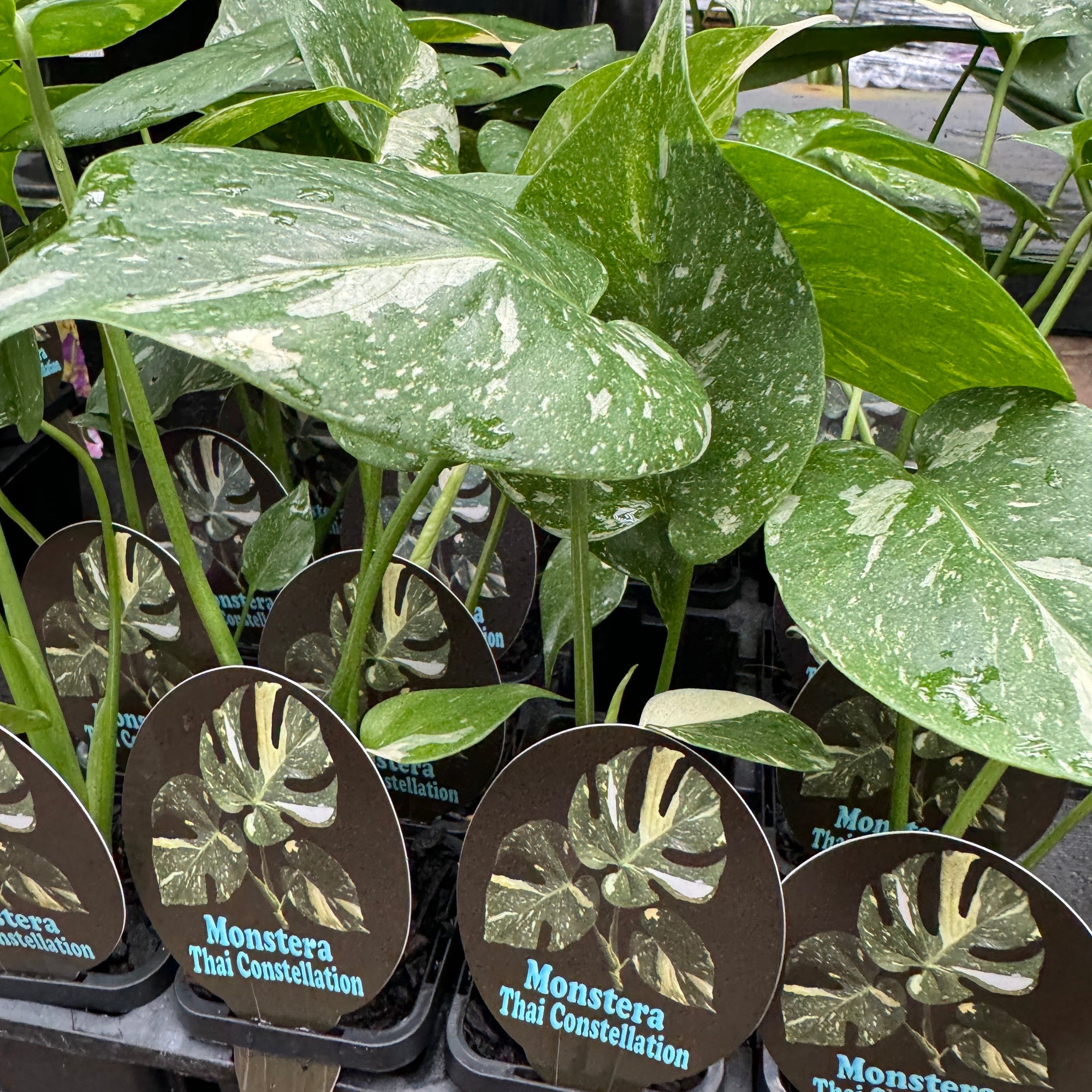 Monstera-Thai-Constellation-Plant-66