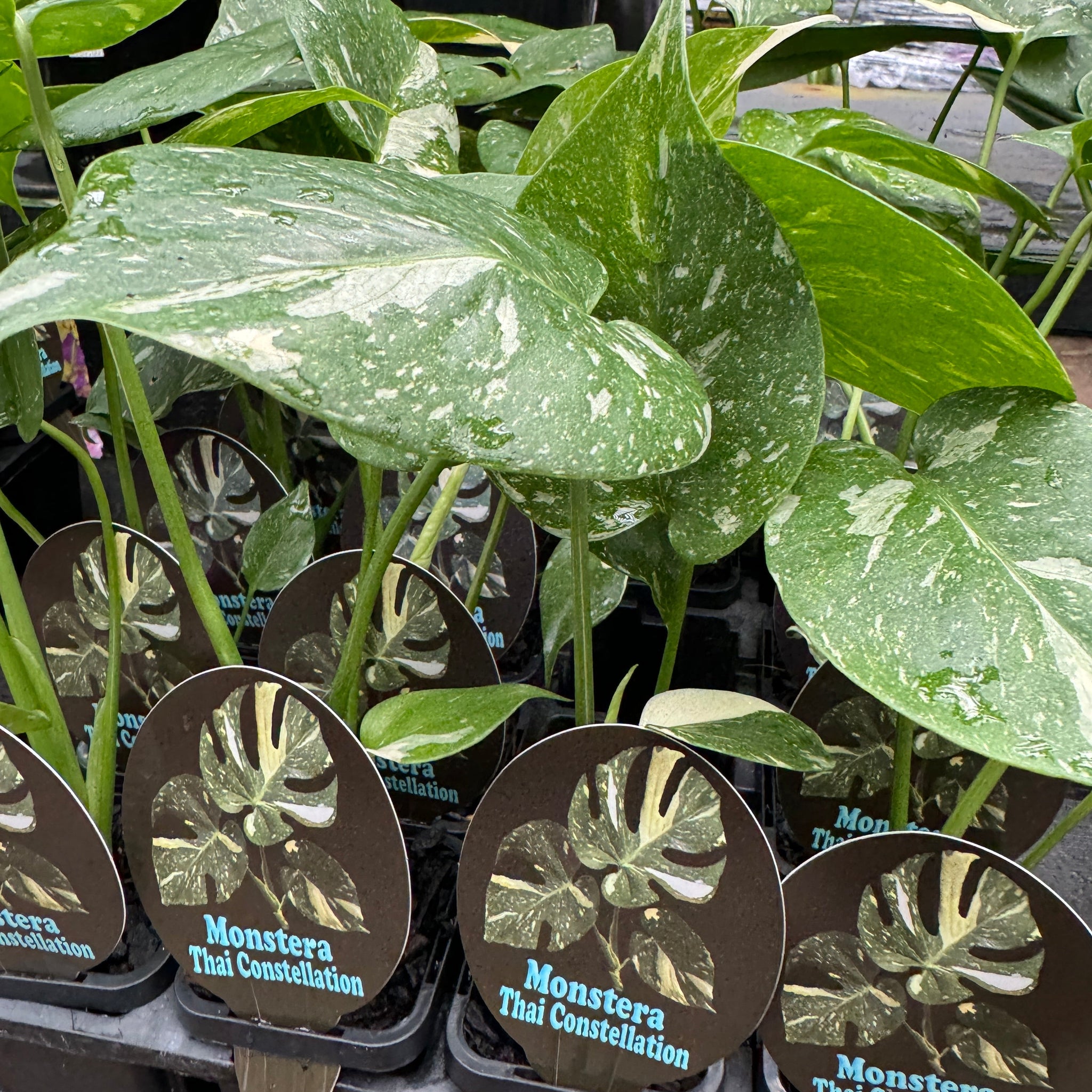 Monstera-Thai-Constellation-Plant-66