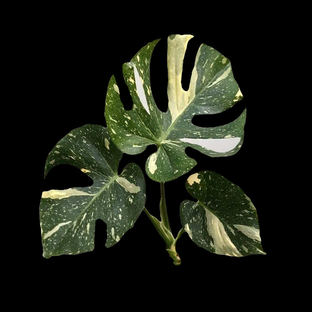 Monstera deliciosa 'Thai Constellation' - The Variegated Monstera