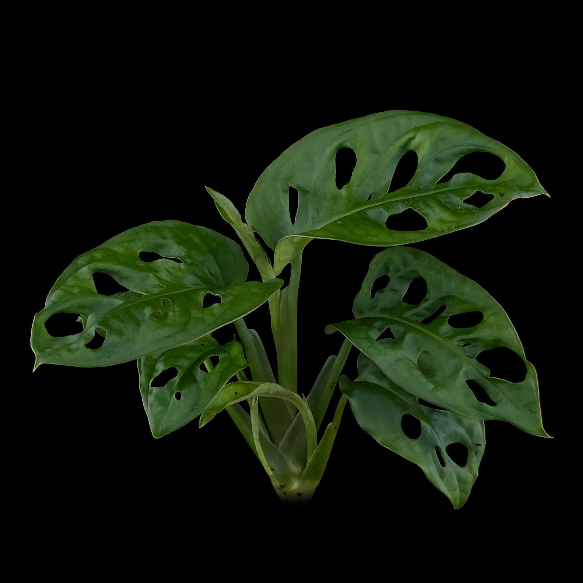 Monstera adansonii –  Swiss Cheese Vine Upright Form