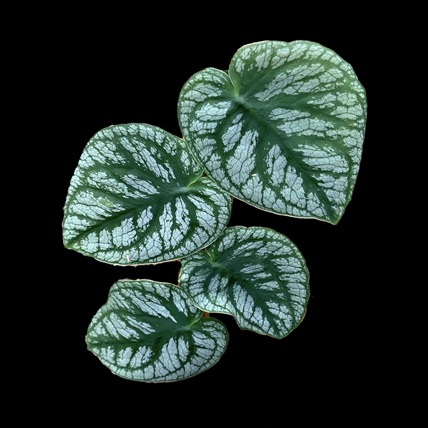 Monstera dubia