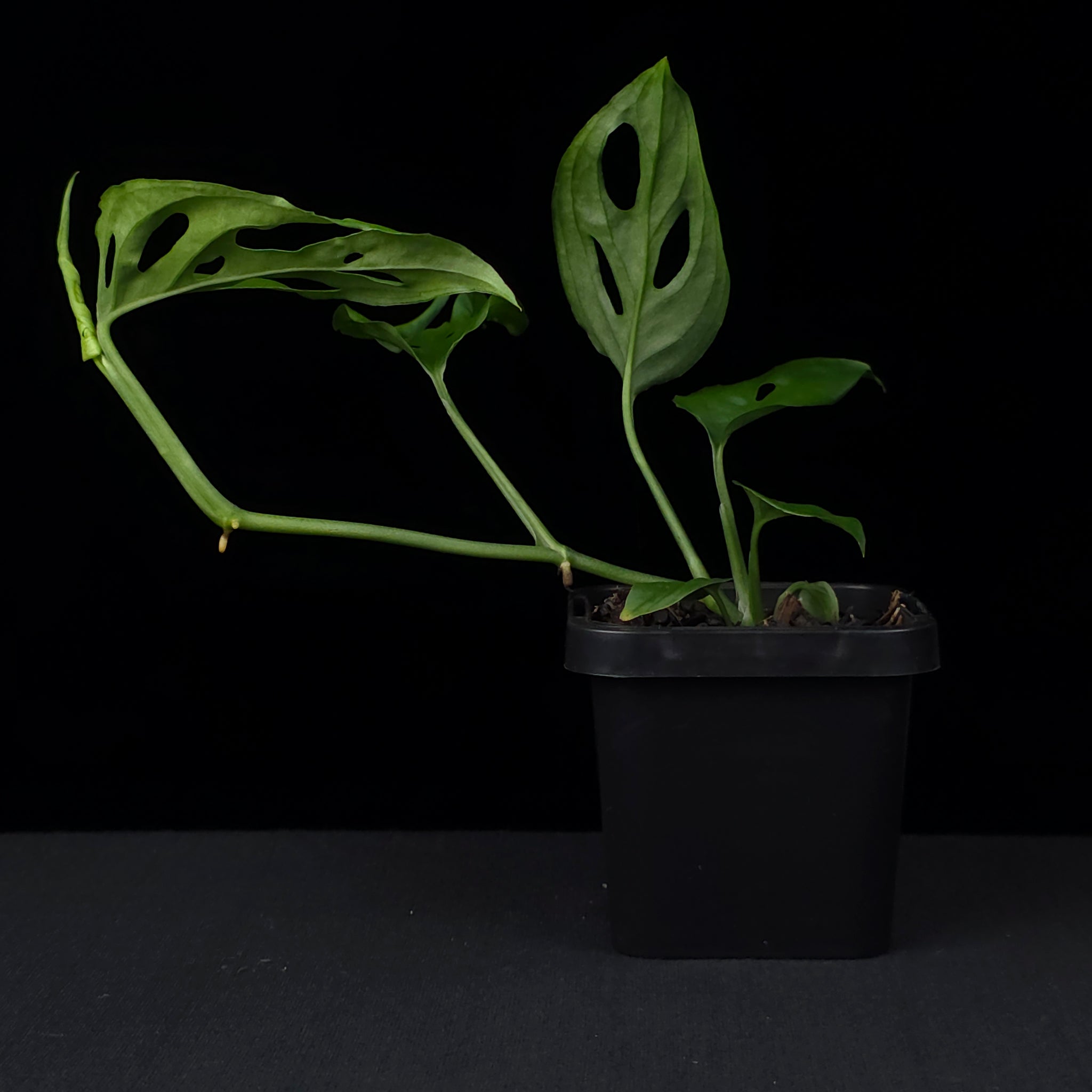 Monstera friedrichsthalii - Trailing Swiss Cheese Vine