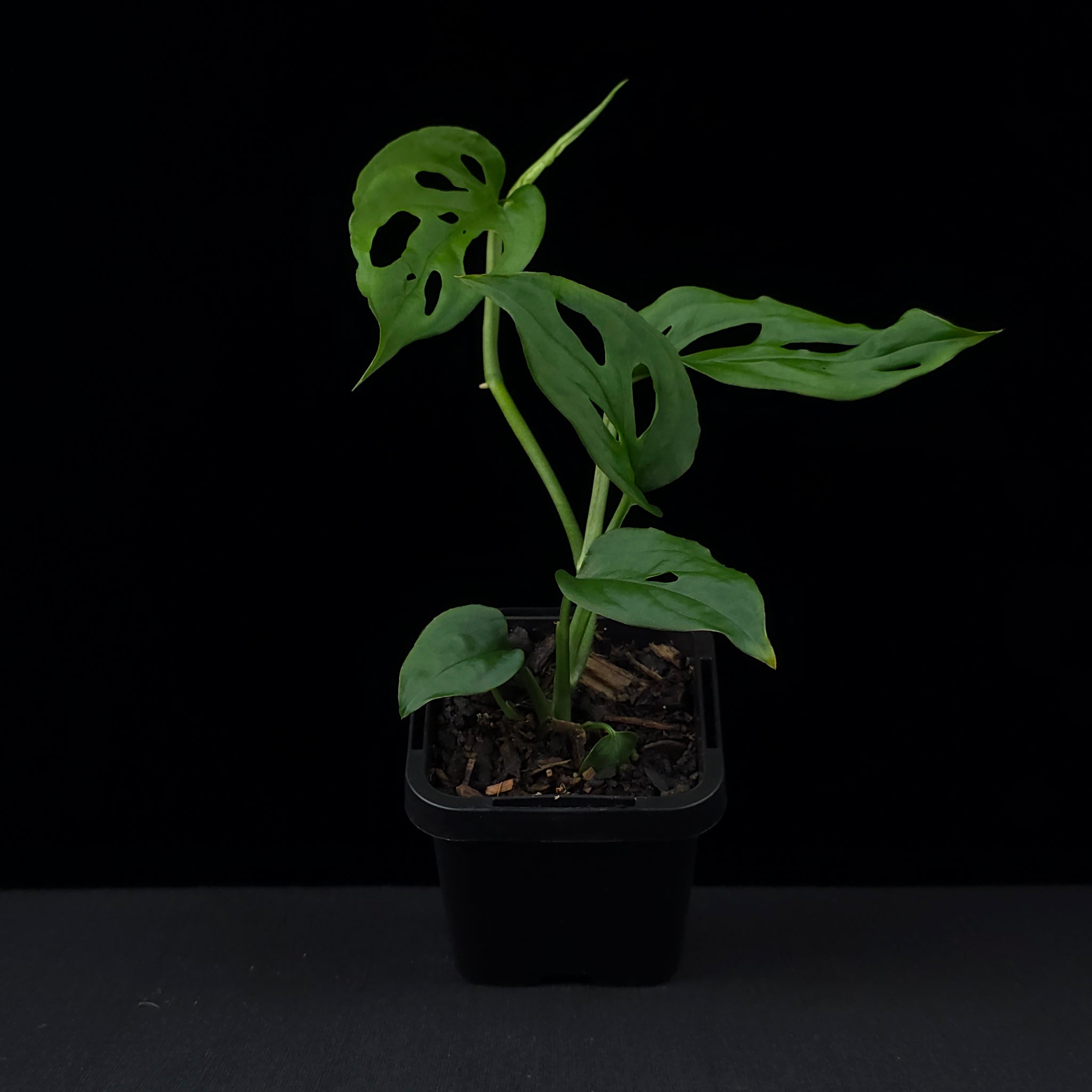 Monstera friedrichsthalii - Trailing Swiss Cheese Vine