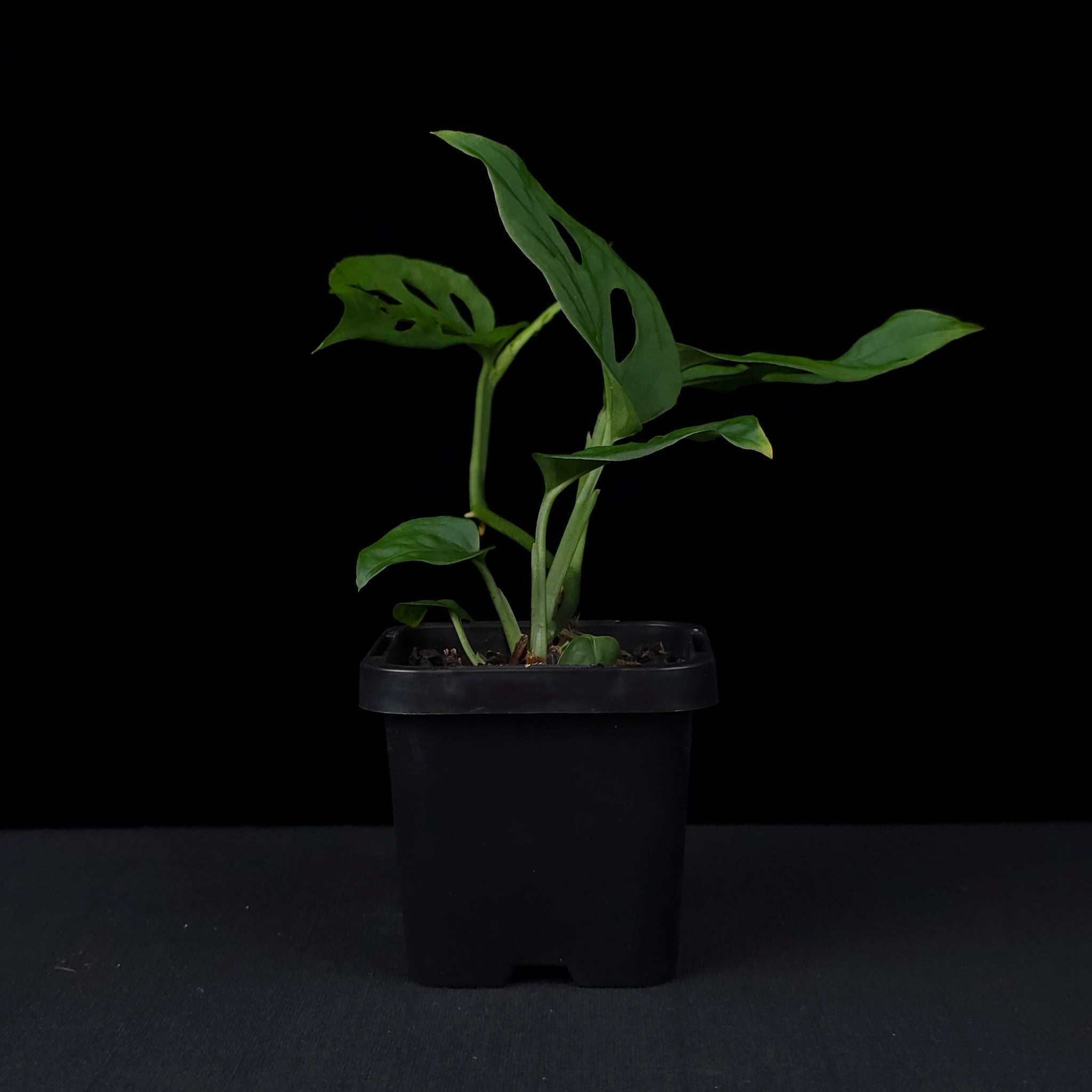 Monstera friedrichsthalii - Trailing Swiss Cheese Vine