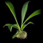 Myrmecodia platytyrea - Ant Plant