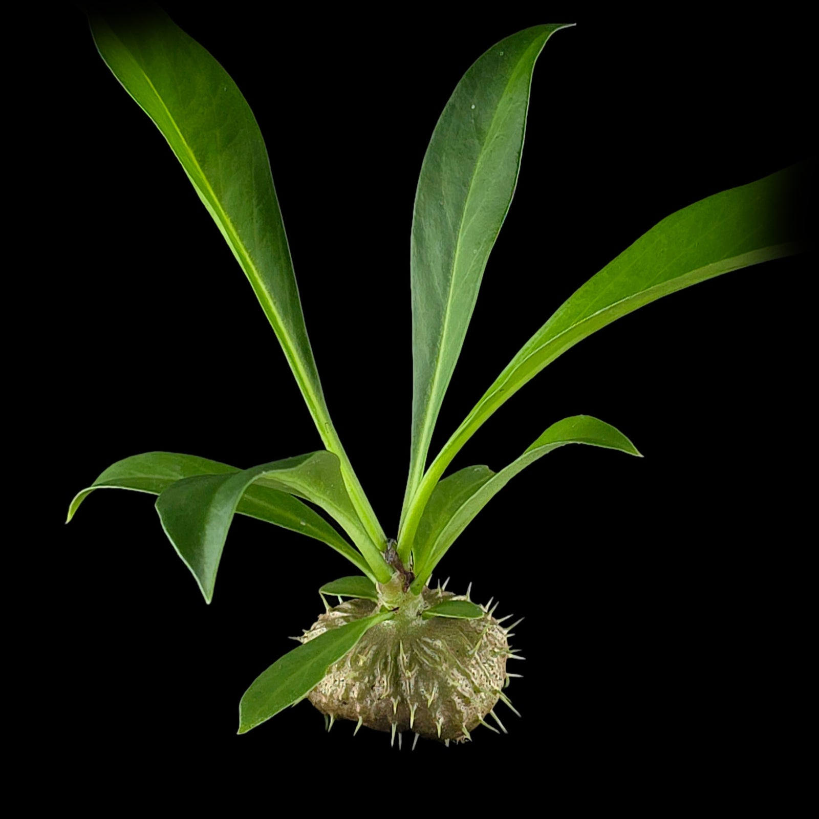 Myrmecodia platytyrea - Ant Plant