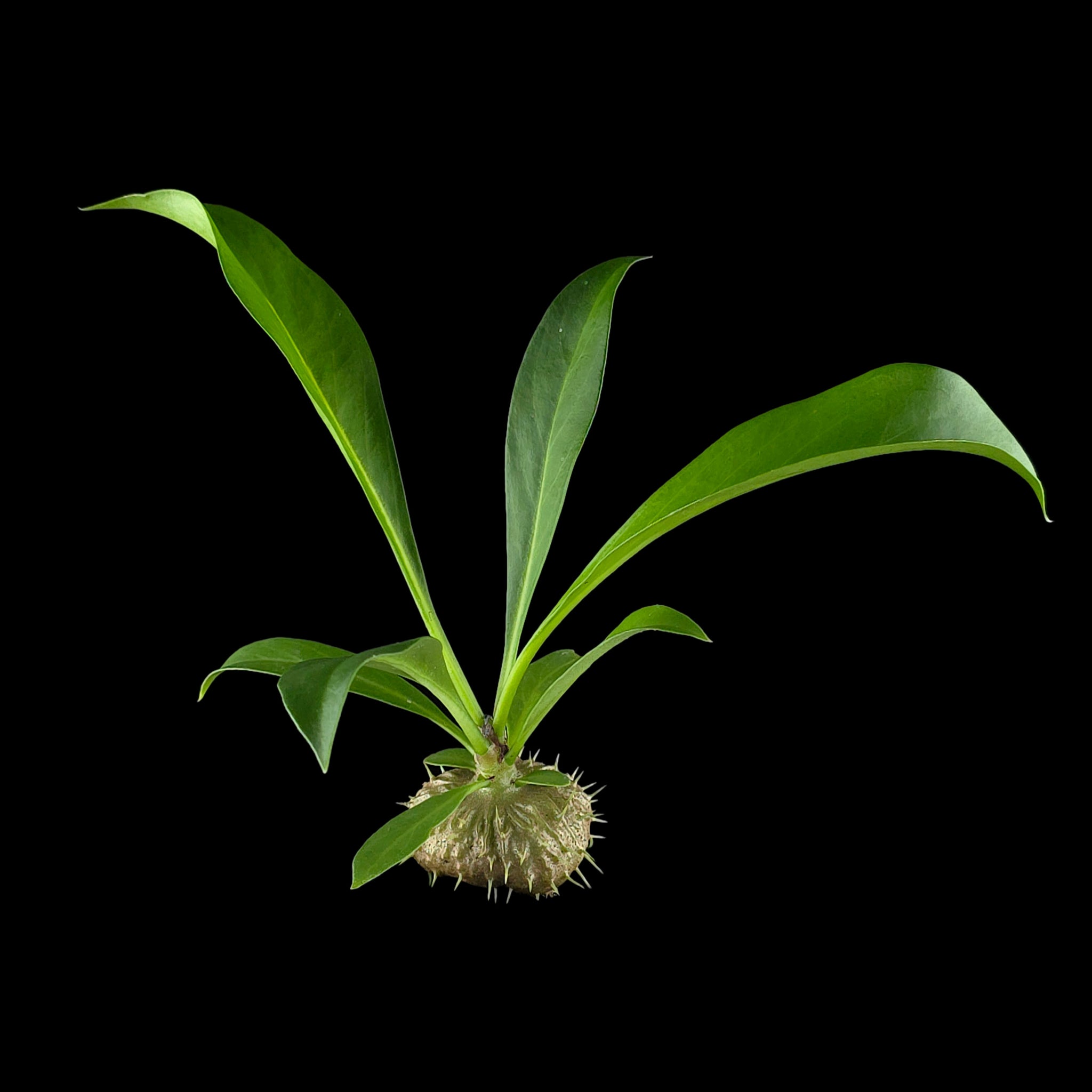 Myrmecodia platytyrea - Ant Plant