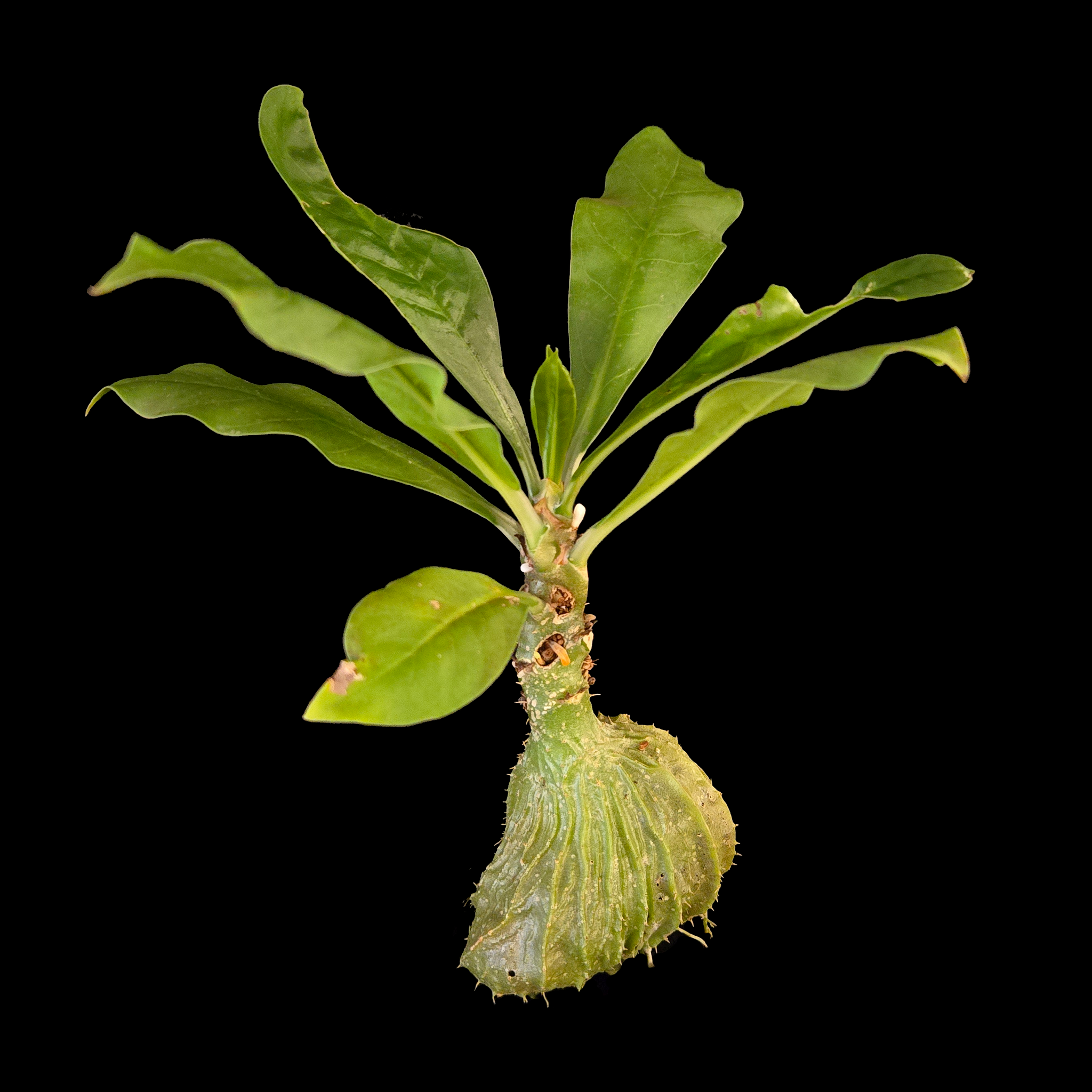 Myrmecodia tuberosa - Ant Plant