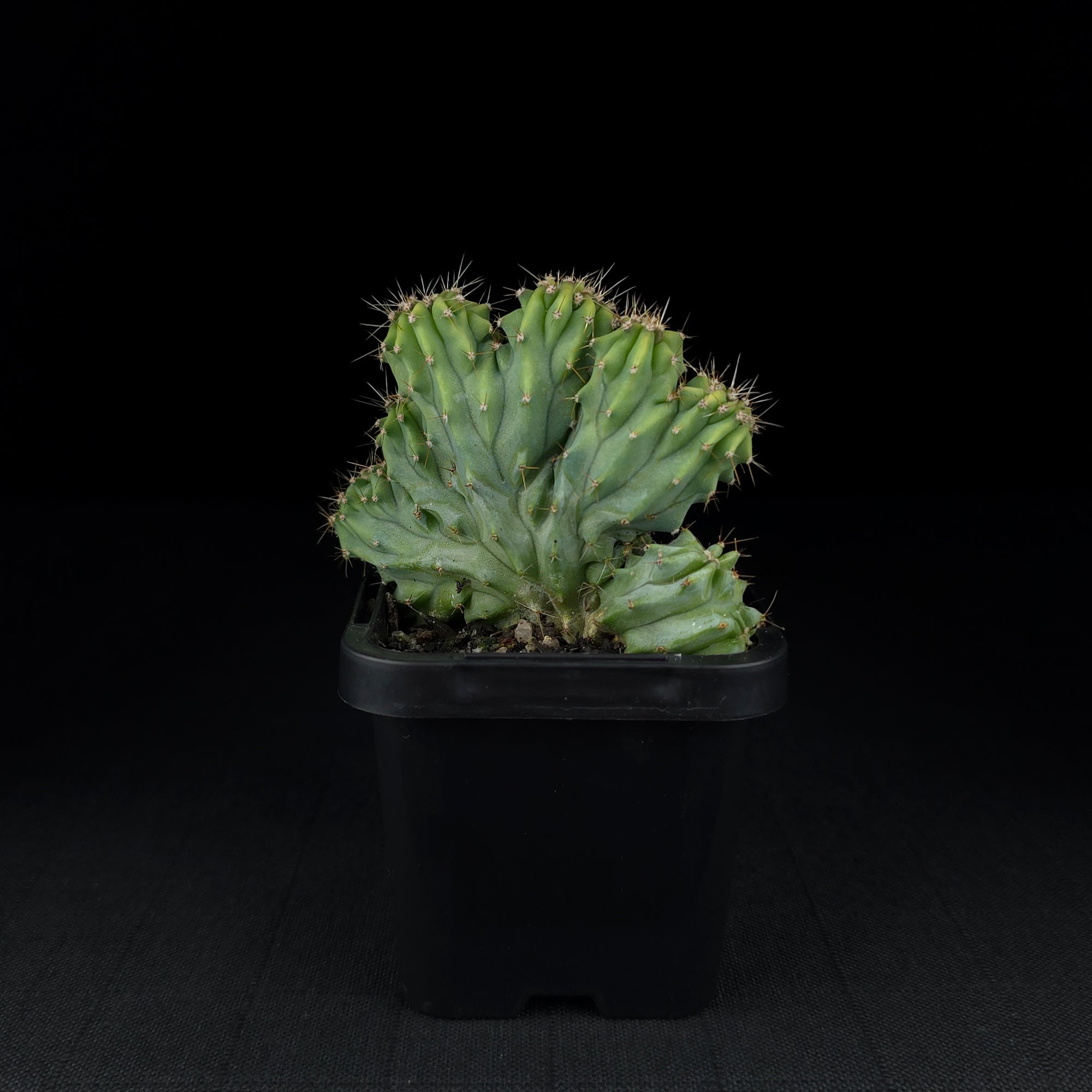 Myrtillocactus geometrizans 'Cristata'