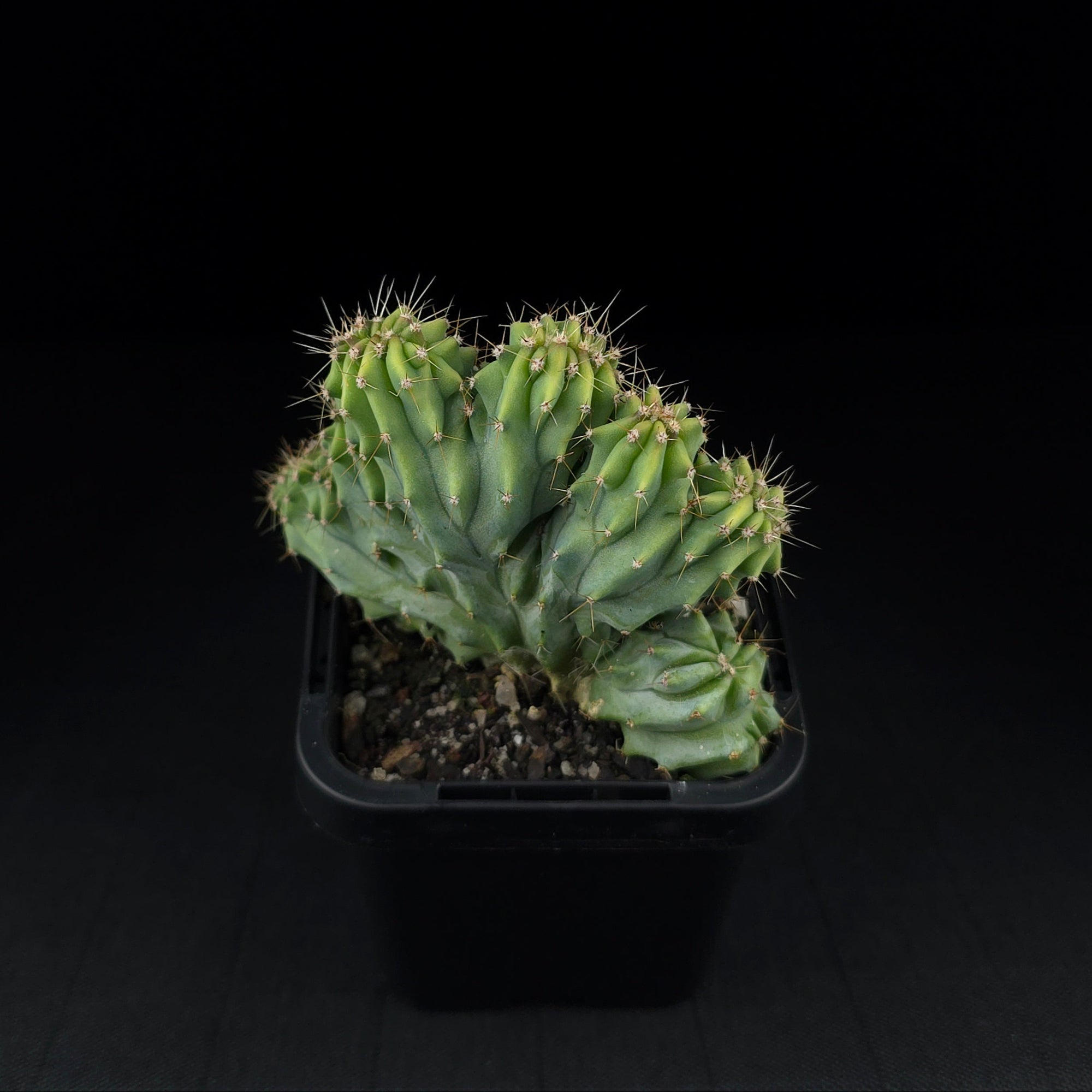 Myrtillocactus geometrizans 'Cristata'