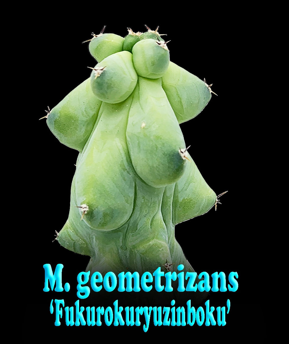 Myrtillocactus geometrizans fukurokuryuzinboku - Blue Boobs Cactus