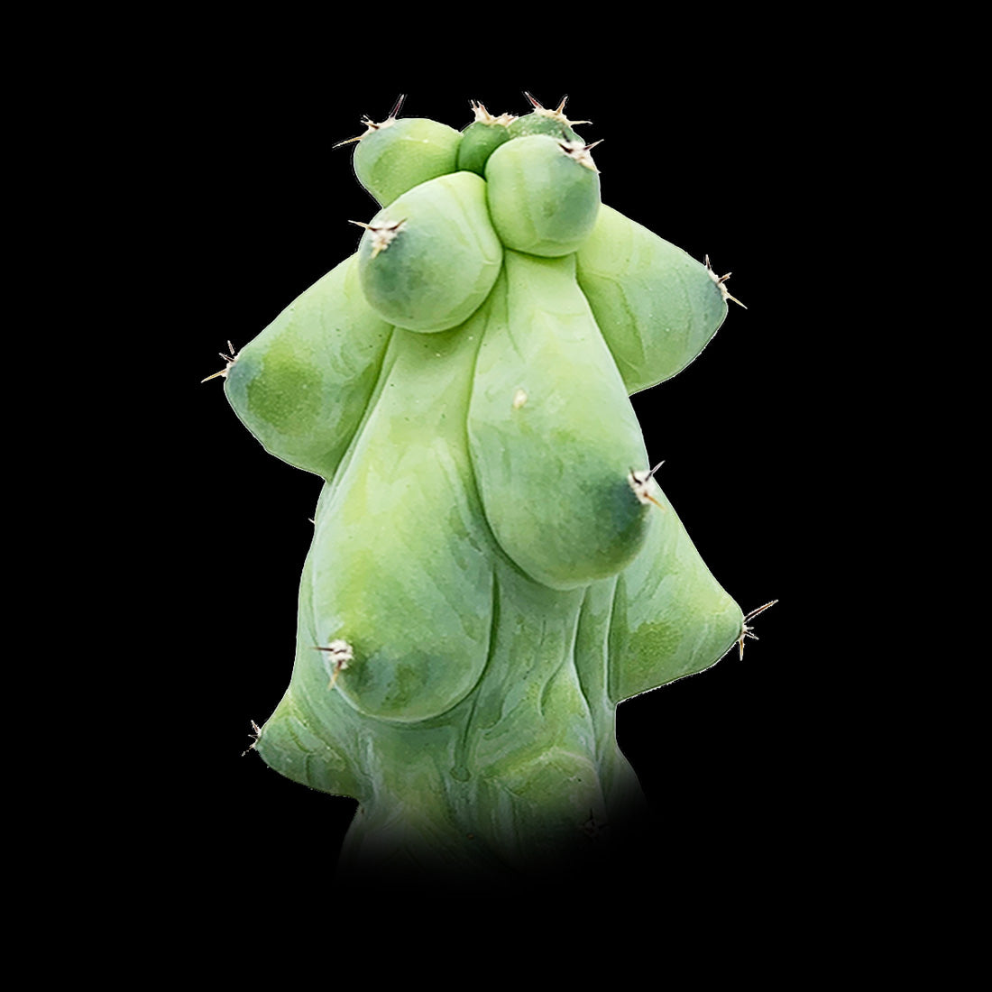 succulent breasts Myrtillocactus geometrizans fukurokuryuzinboku