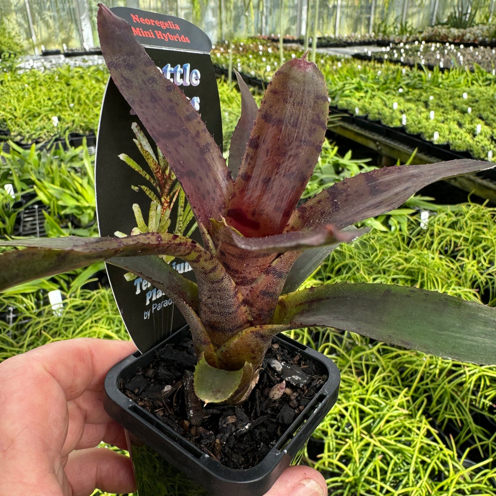 Neoregelia Tiny Tot ‘Claret’ Mini Hybrid Bromeliad
