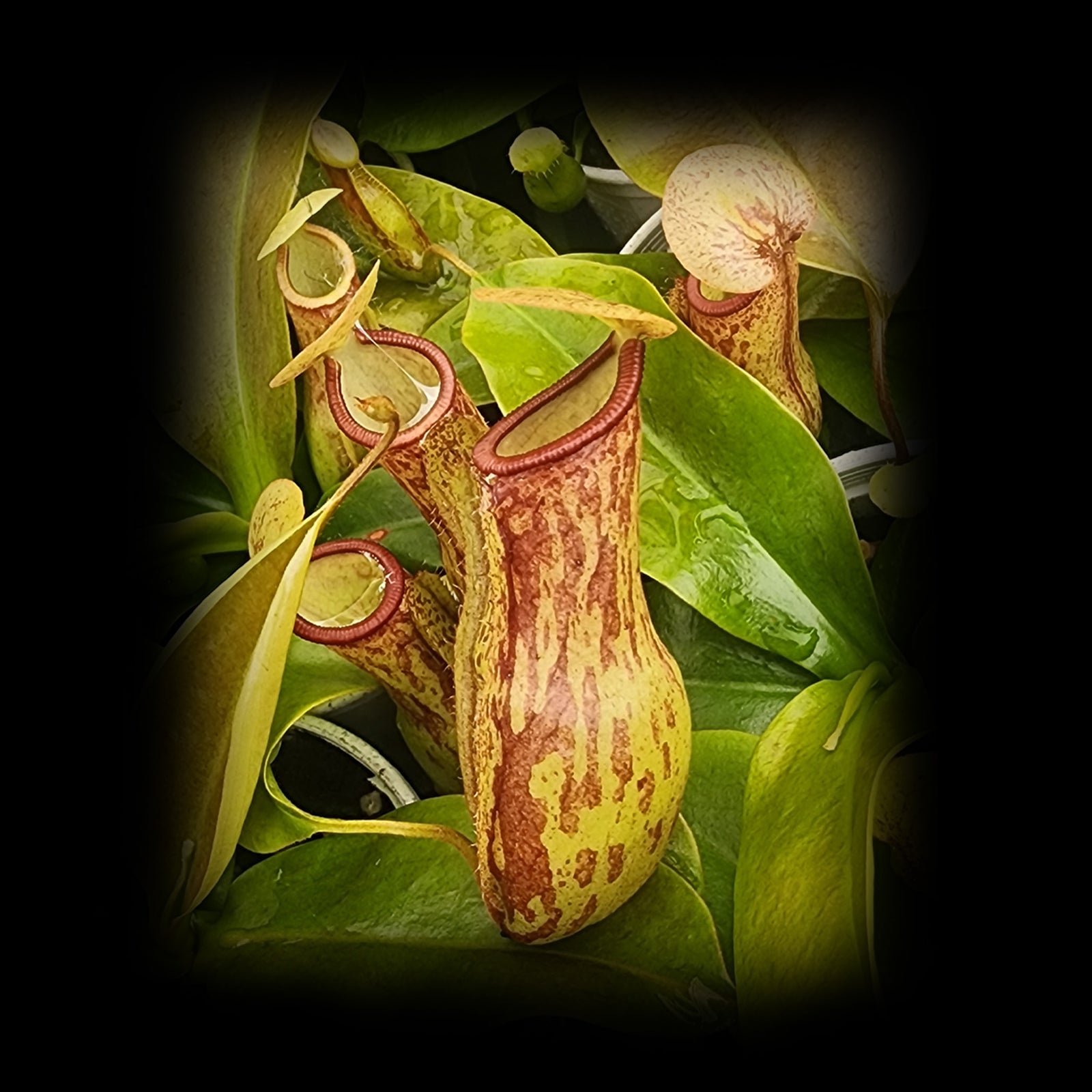 Nepenthes 'St Gaya'