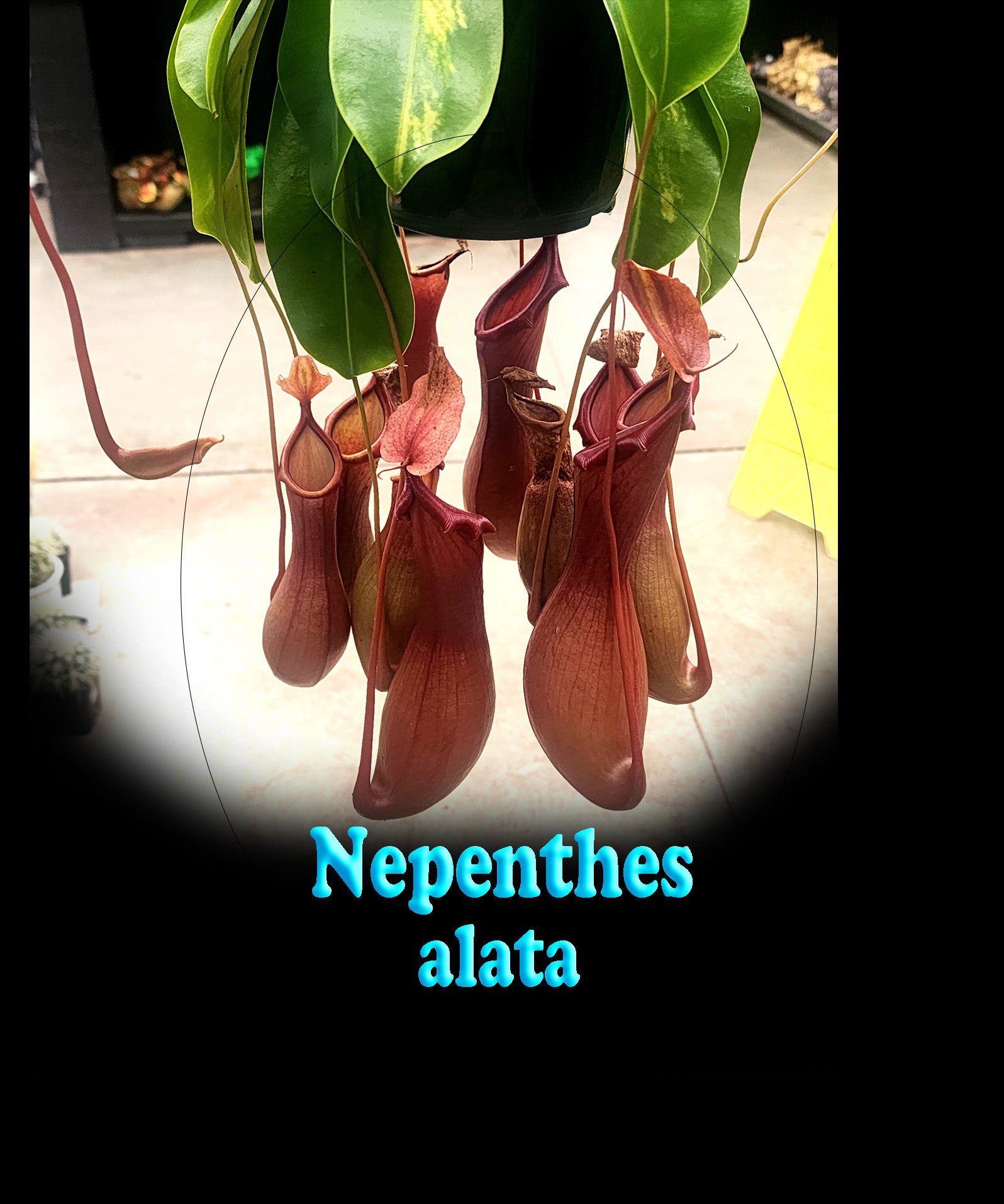 Nepenthes alata - Winged Pitcher Plant