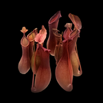 Nepenthes alata - Winged Pitcher Plant