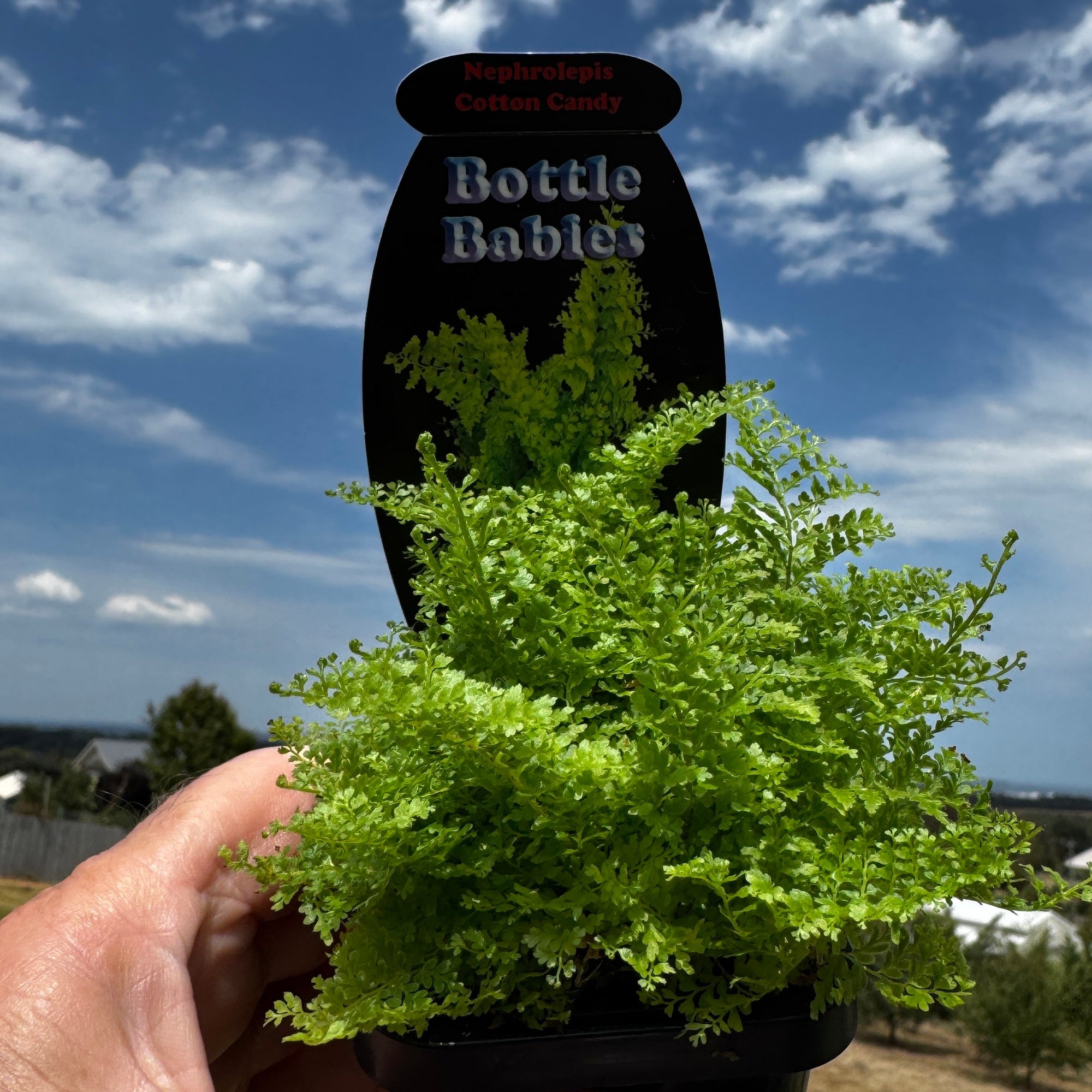Nephrolepis exaltata 'Cotton Candy Fern'
