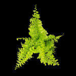 Nephrolepis exaltata 'Cotton Candy Fern'