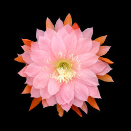 Epiphyllum 'American Sweetheart'