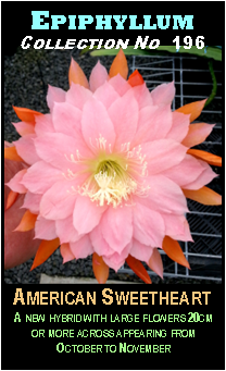 Epiphyllum 'American Sweetheart'
