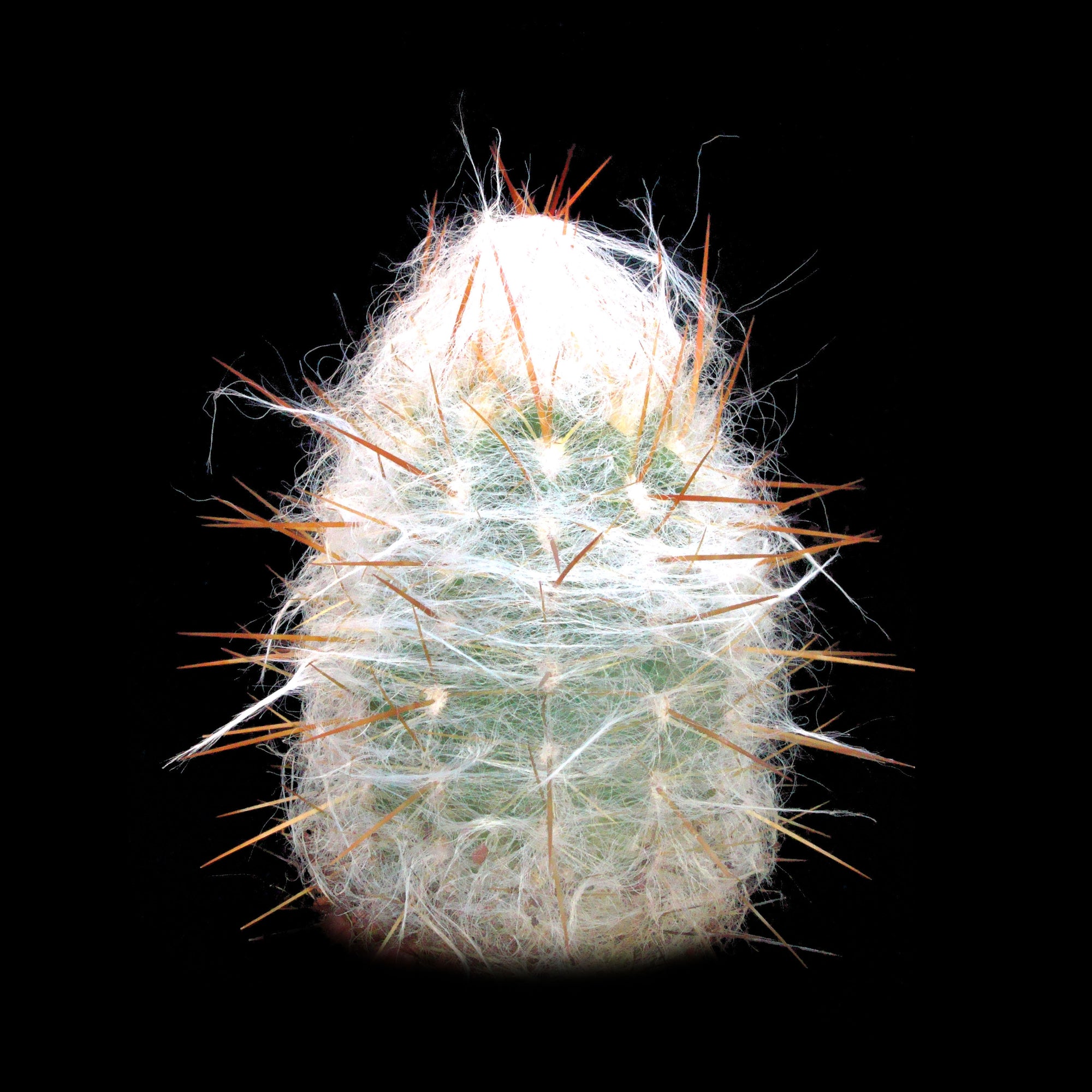 Oreocereus trollii – Old Man of the Andes