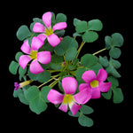 Oxalis purpurea Green