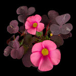Oxalis purpurea Purple