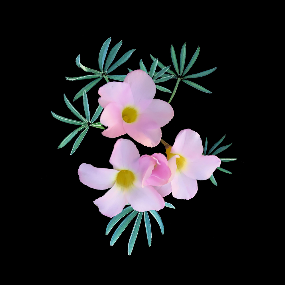 Oxalis flava 'Pink Form'