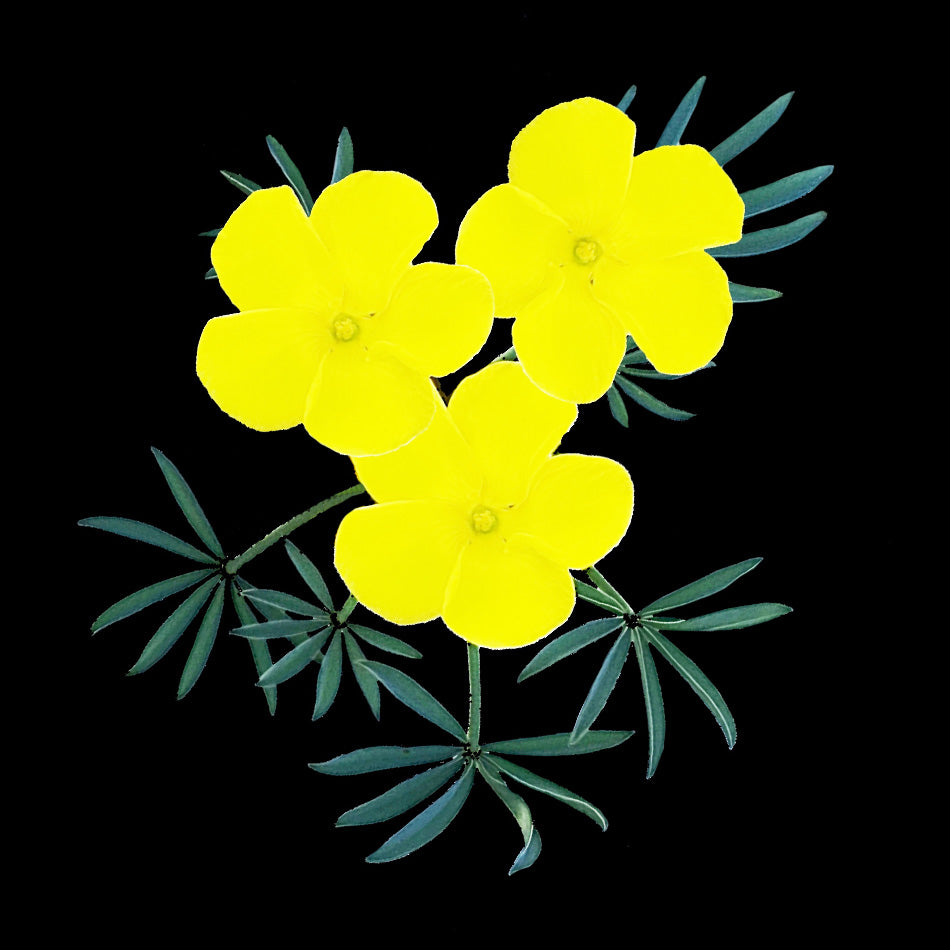 Oxalis flava
