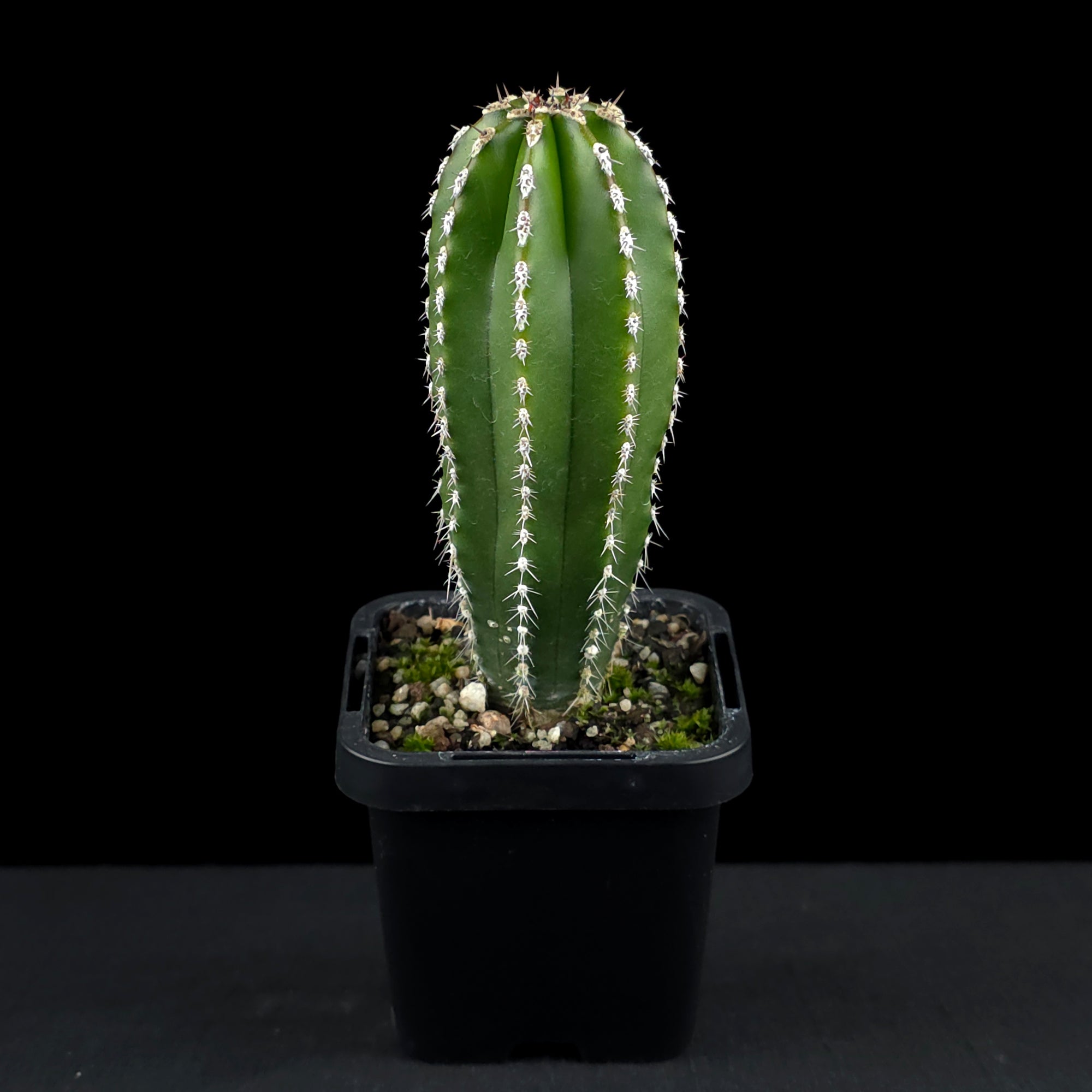 Pachycereus marginatus - Mexican Fencepost Cactus