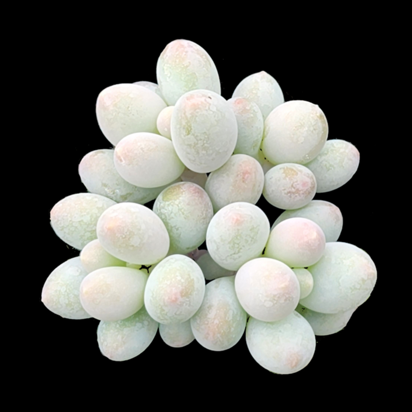 A cluster of Pachyphytum 'Rice Balls' succulent plants against a black background.