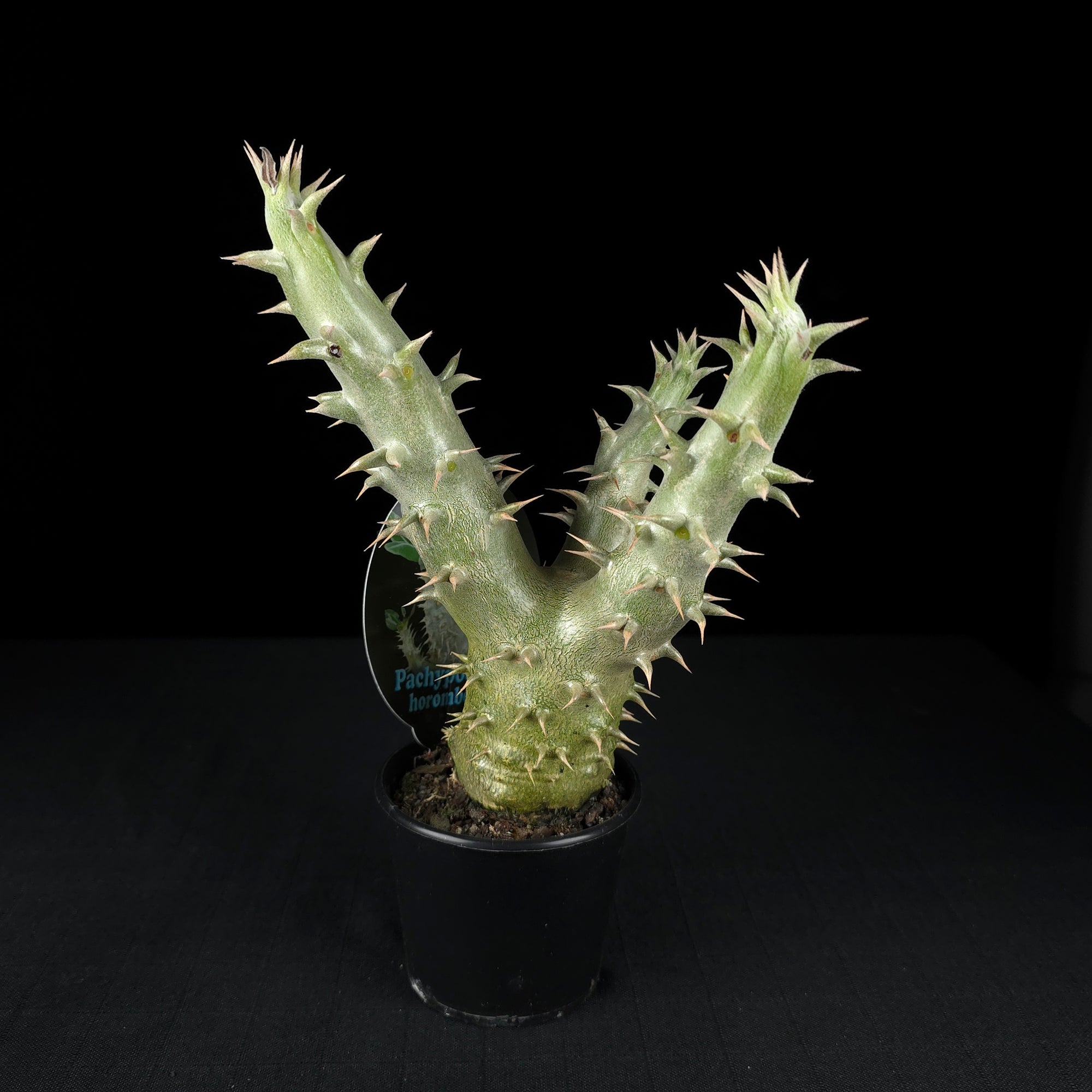 Pachypodium horombense - One Off Specials