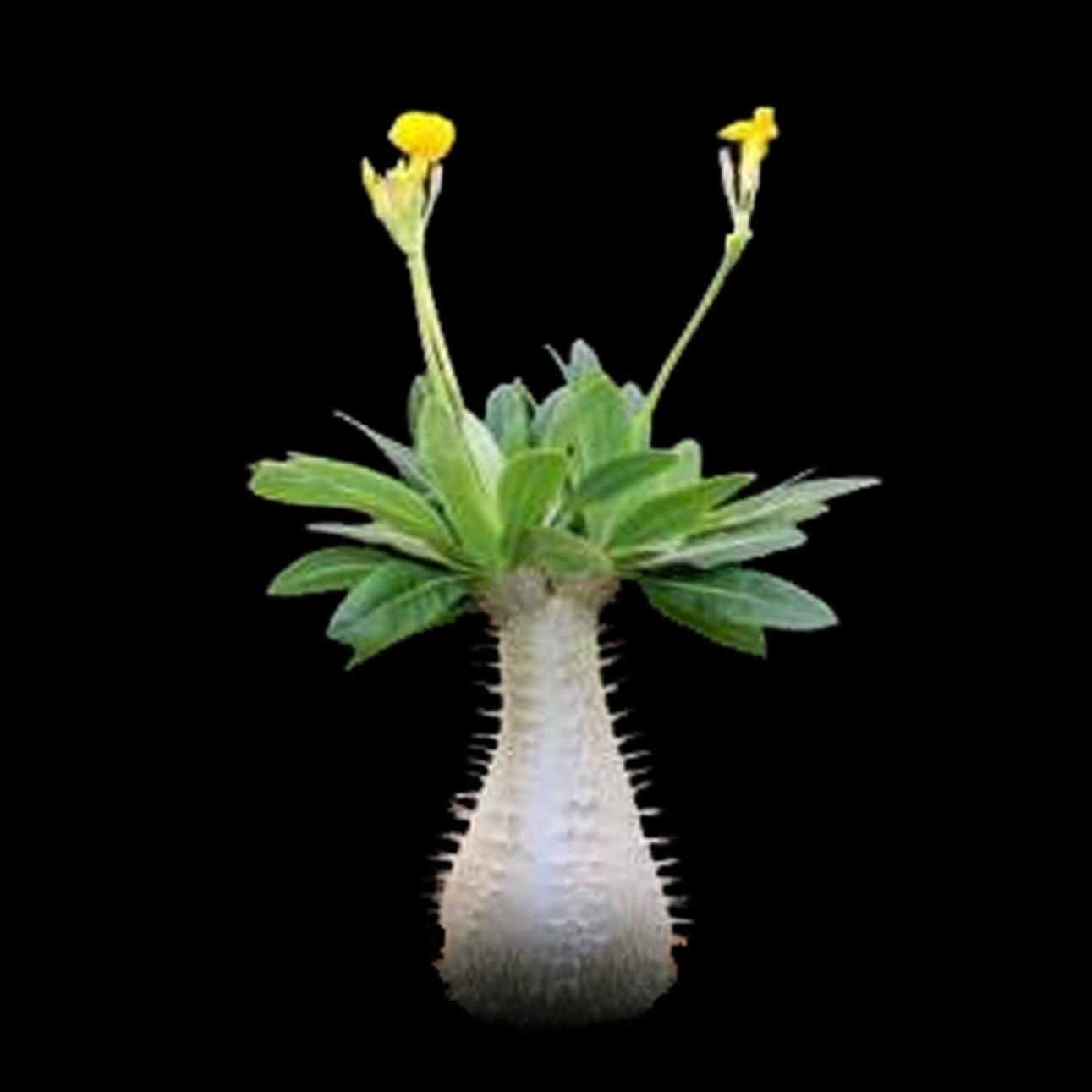 Pachypodium rosulatum